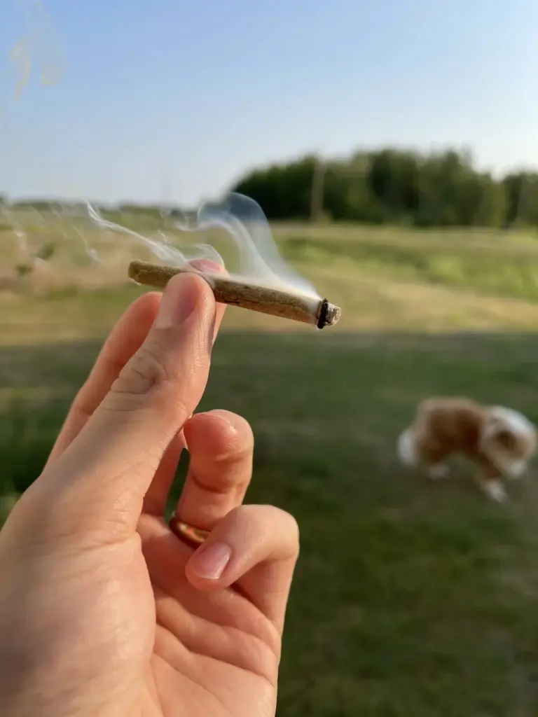 a hand holing a joint outside with a dog running in the yard